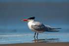 USA-California-San Luis Obispo County Royal tern close-up on beach Art Print
